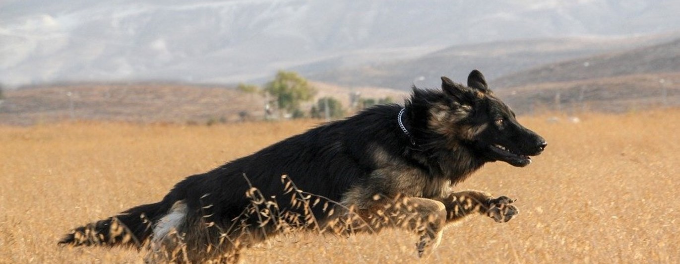 Schäfer springer på fält