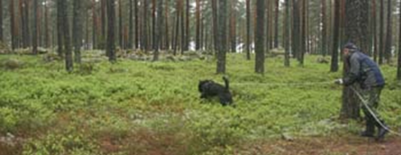 Spårövning