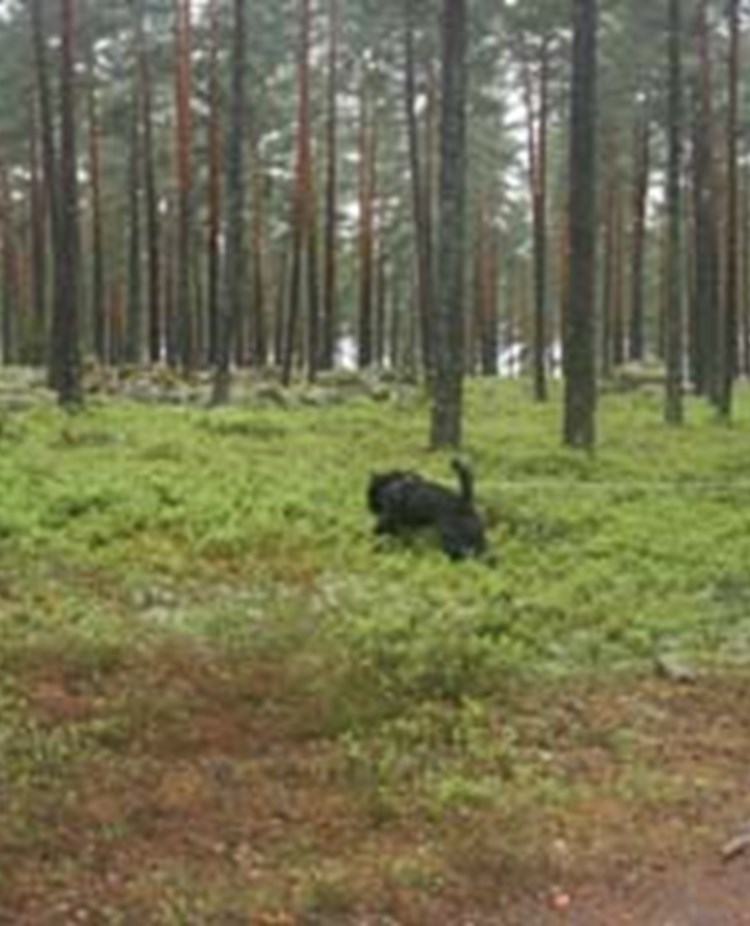 Spårövning