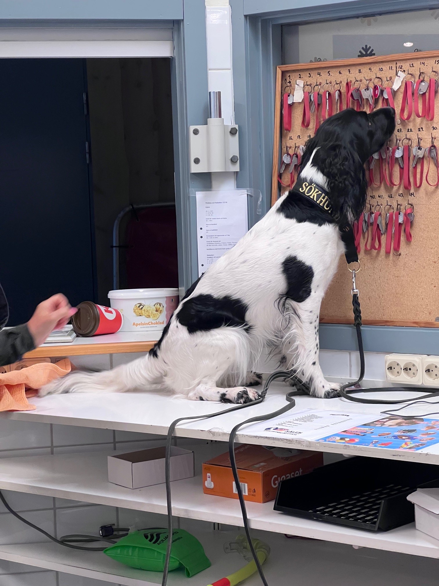 Maya Springer Spaniel kör specialsök
