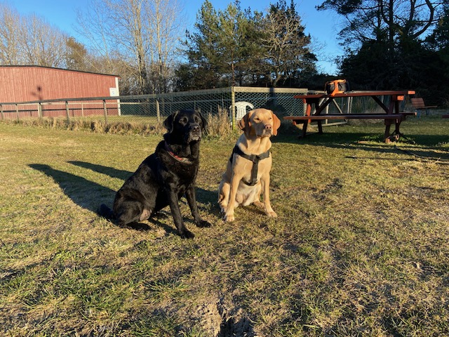 Torslanda-Öckerö Brukshundklubb öppen träning