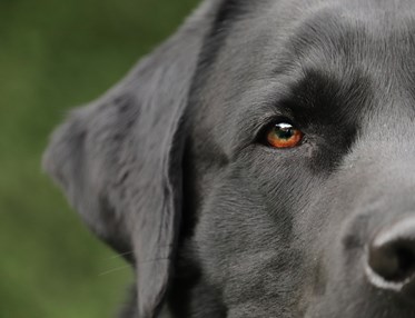 Närbild på labrador