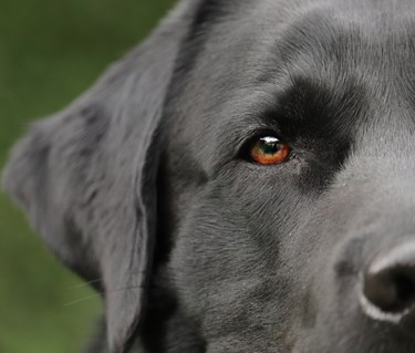 Närbild på labrador