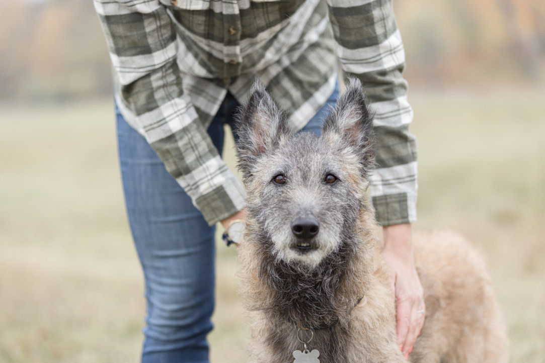 Bild på en laekenois med föraren bredvid