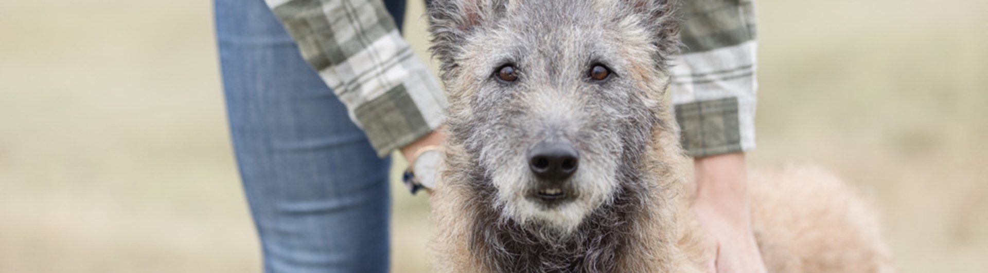 Bild på en laekenois med föraren bredvid
