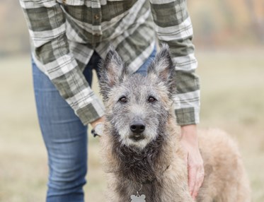 Bild på en laekenois med föraren bredvid