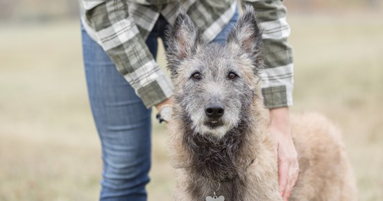 Bild på en laekenois med föraren bredvid