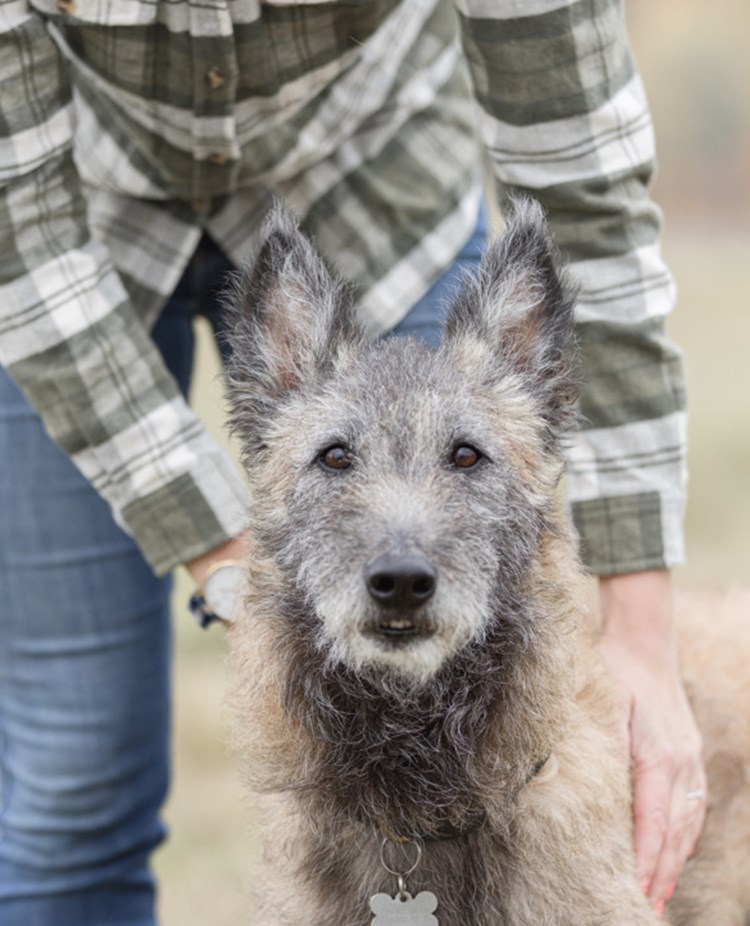 Bild på en laekenois med föraren bredvid