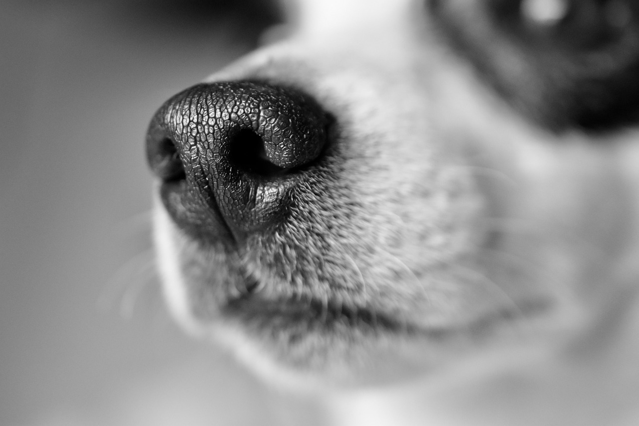 En svart vit bild med en jack russel nos.