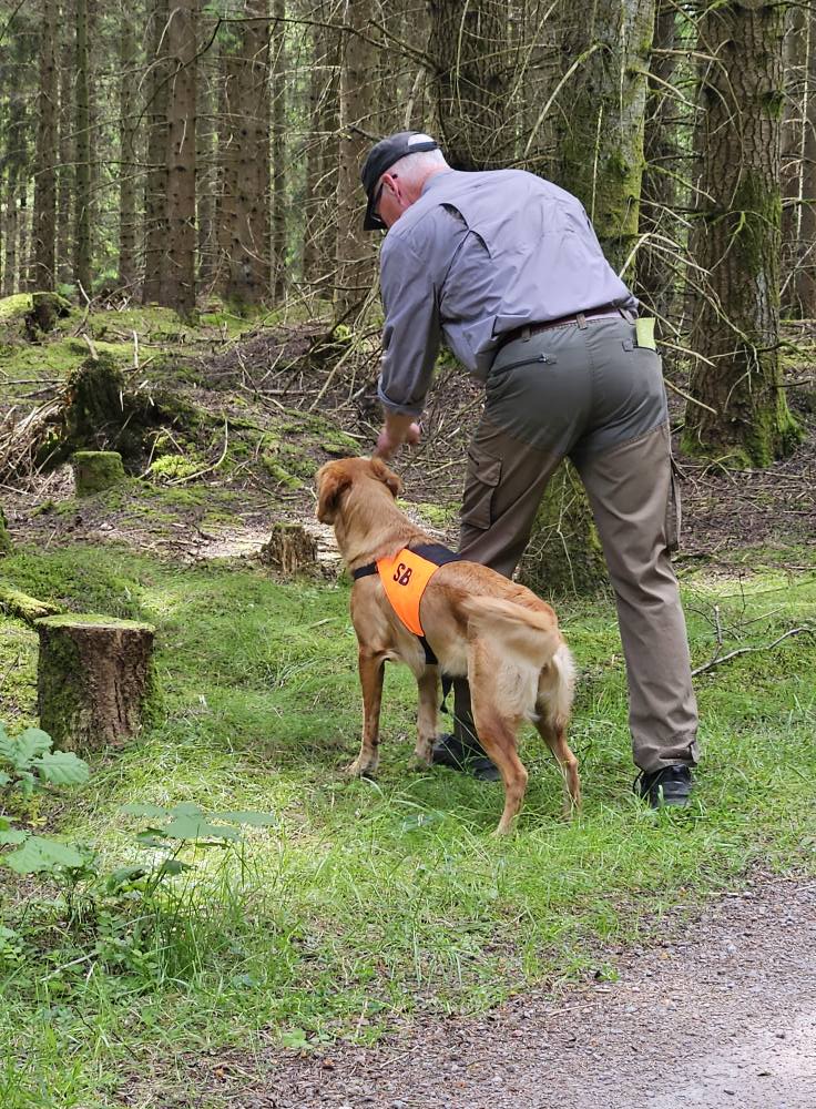 Hundförare och jaktgolden som tränar uppletande i skog