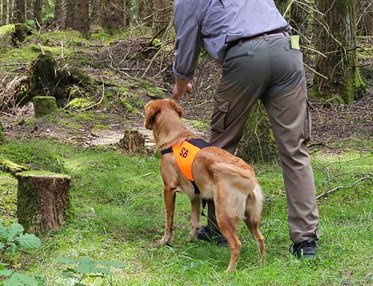 Hundförare och jaktgolden som tränar uppletande i skog