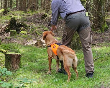 Hundförare och jaktgolden som tränar uppletande i skog