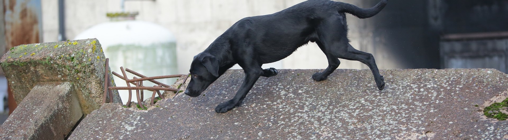 Fotograf: Christian Björses