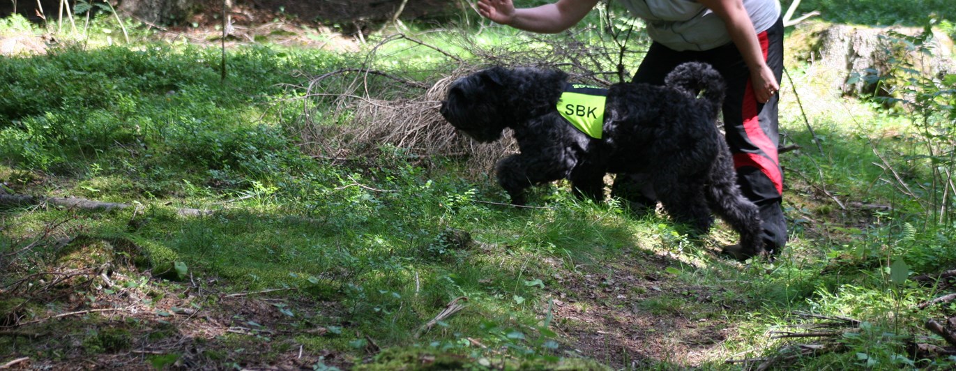 Bouvier des flandres med gult tjänstetecken som står bredvid sin förare ute i skogen