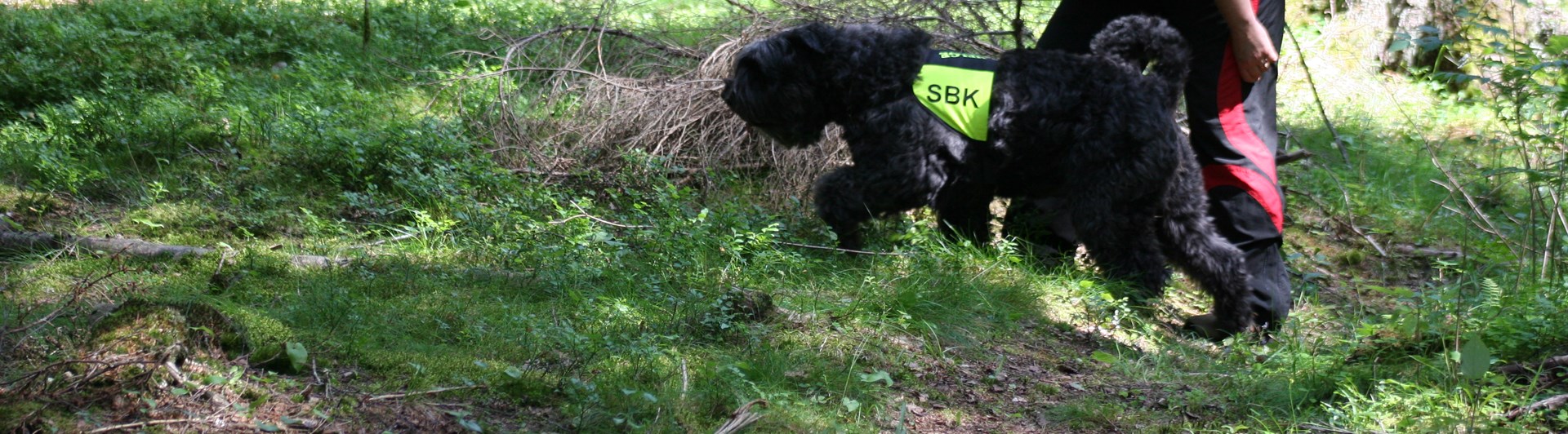 Bouvier des flandres med gult tjänstetecken som står bredvid sin förare ute i skogen