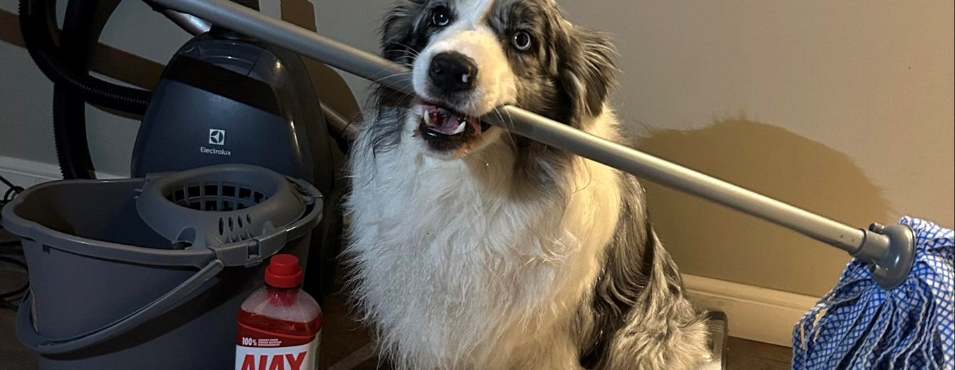 Hund som håller en skurmopp i sin mun och har diverse andra städredskap runt sig.