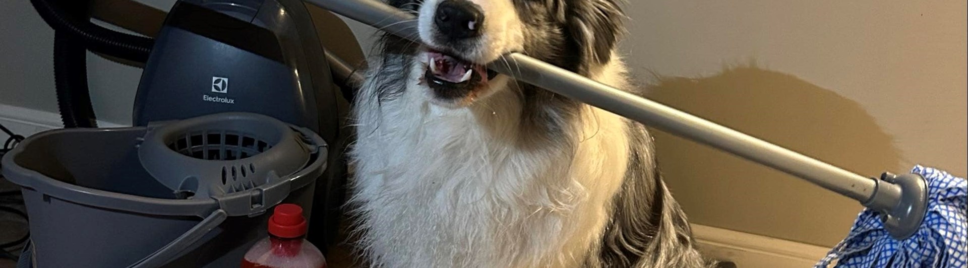 Hund som håller en skurmopp i sin mun och har diverse andra städredskap runt sig.