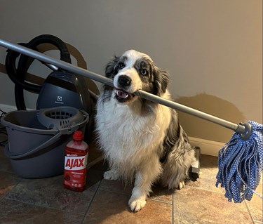 Hund som håller en skurmopp i sin mun och har diverse andra städredskap runt sig.