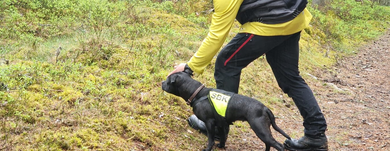 Staffordshire bullterrier i sökskogen tillsammans med husse