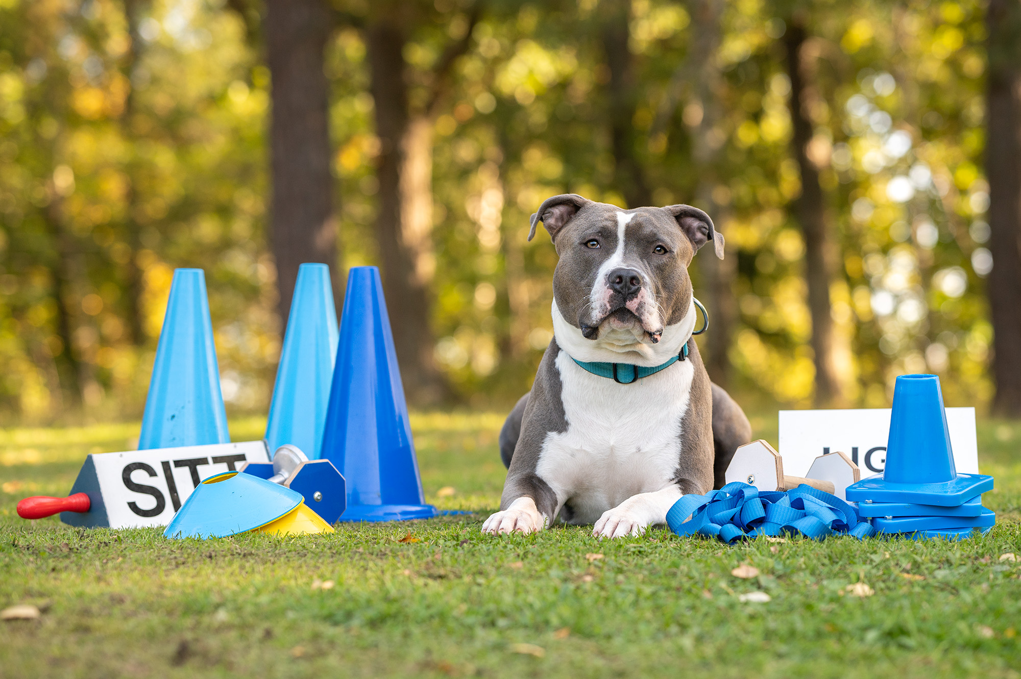 Redo för lydnadsträning