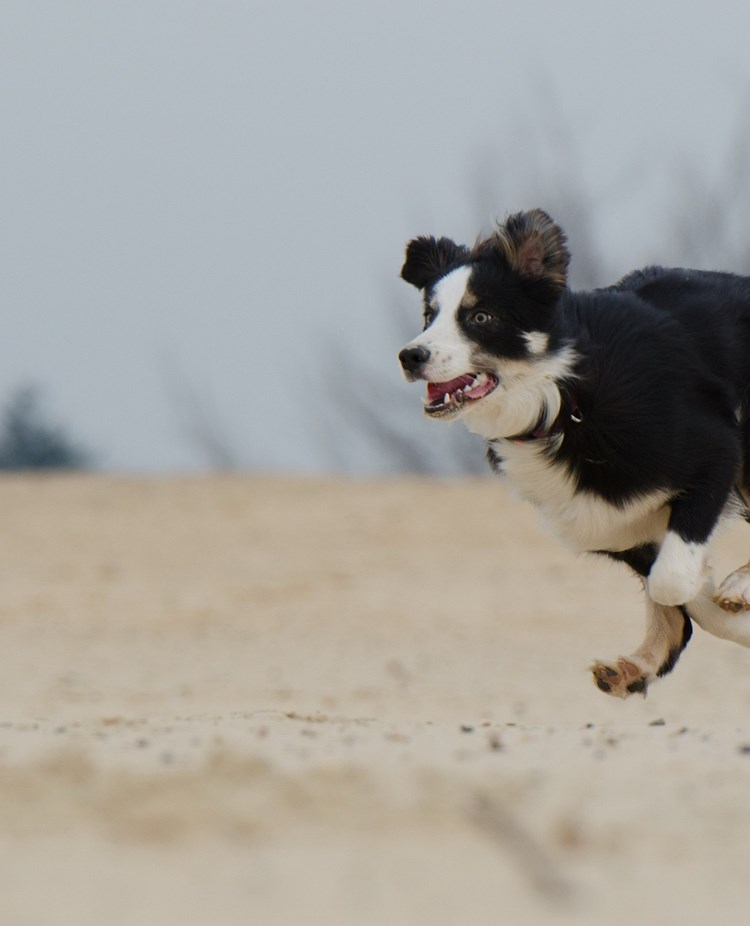 Border collie