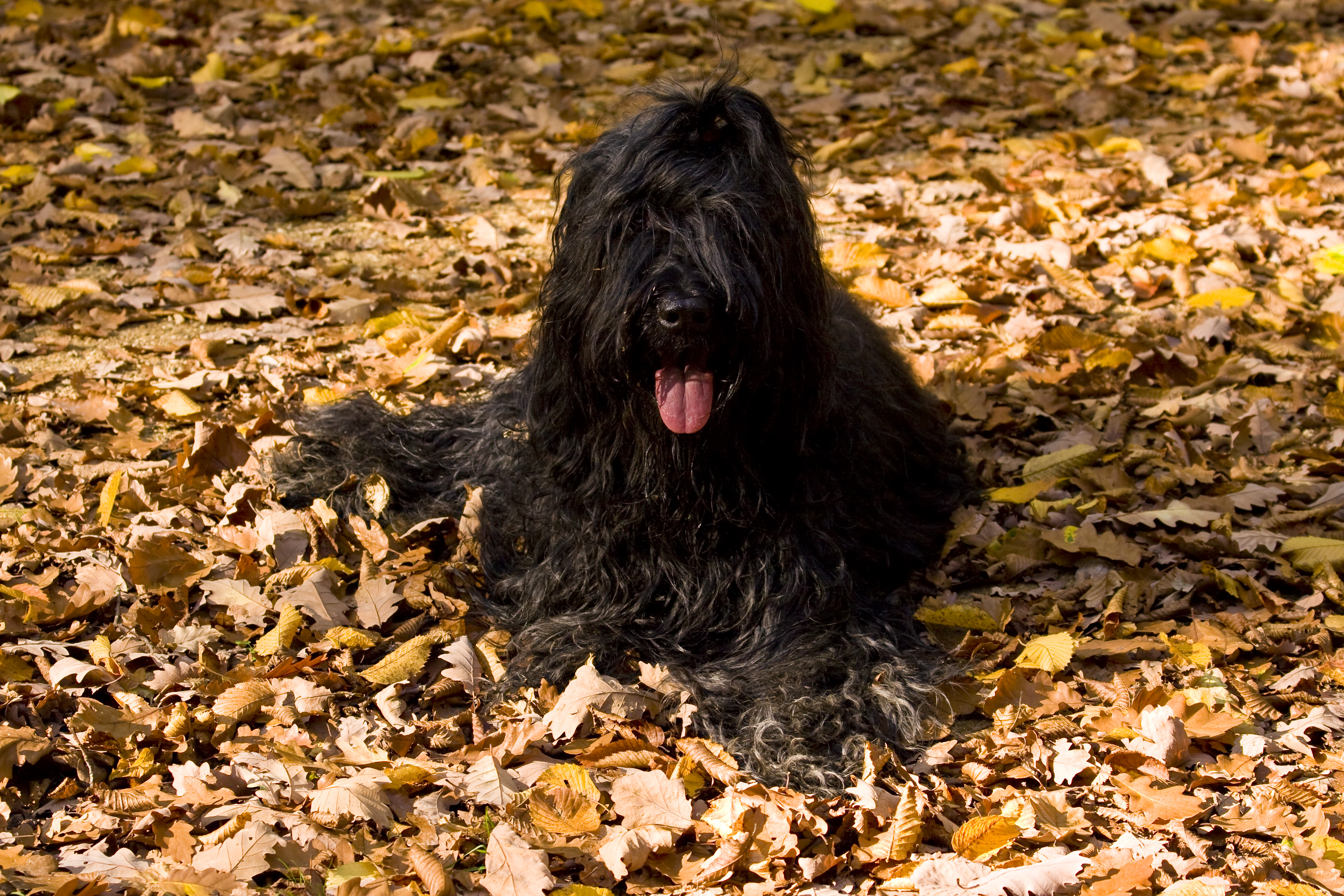 Briard ligger bland höstlöv