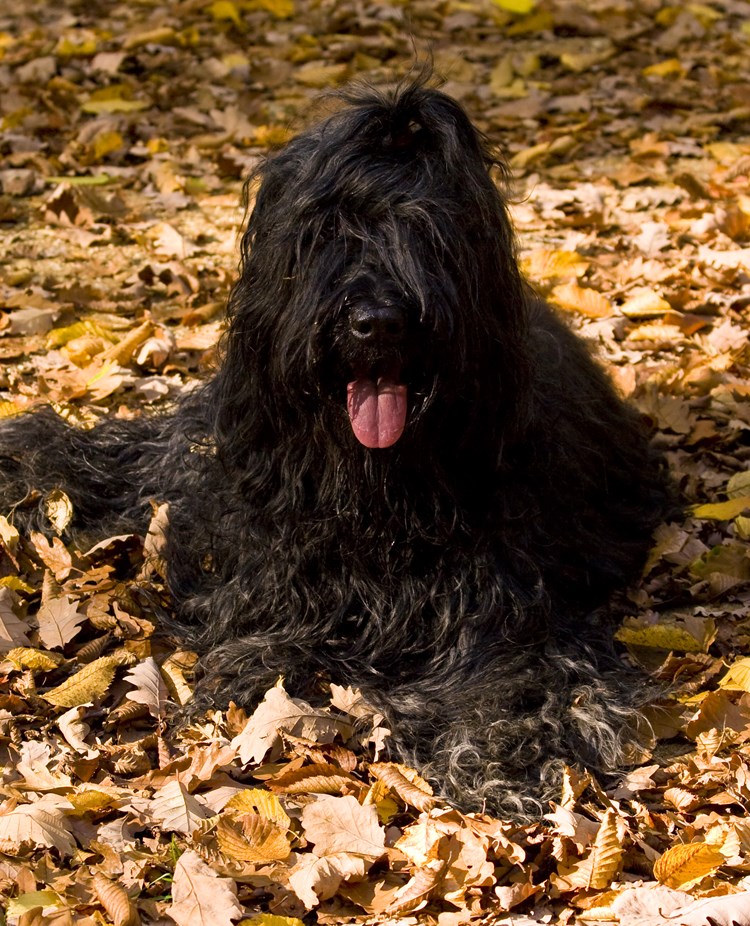 Briard ligger bland höstlöv