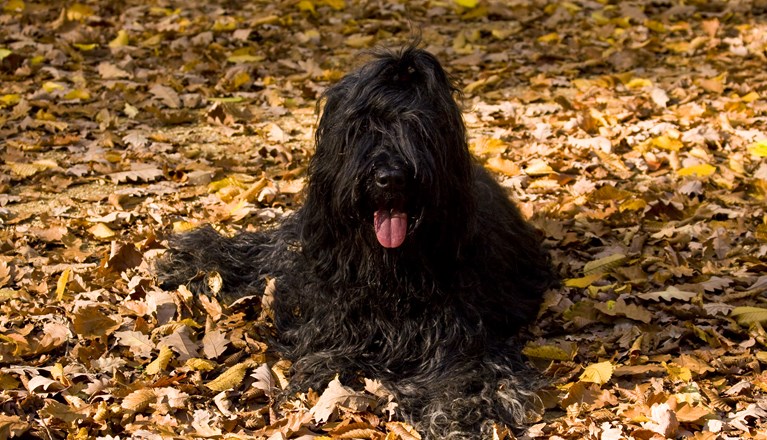 Briard ligger bland höstlöv