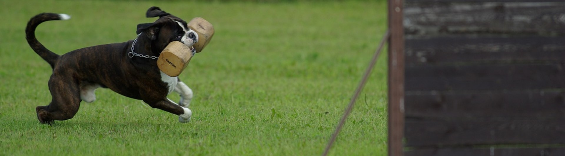 Boxer med apport som ska hoppa över ett hinder