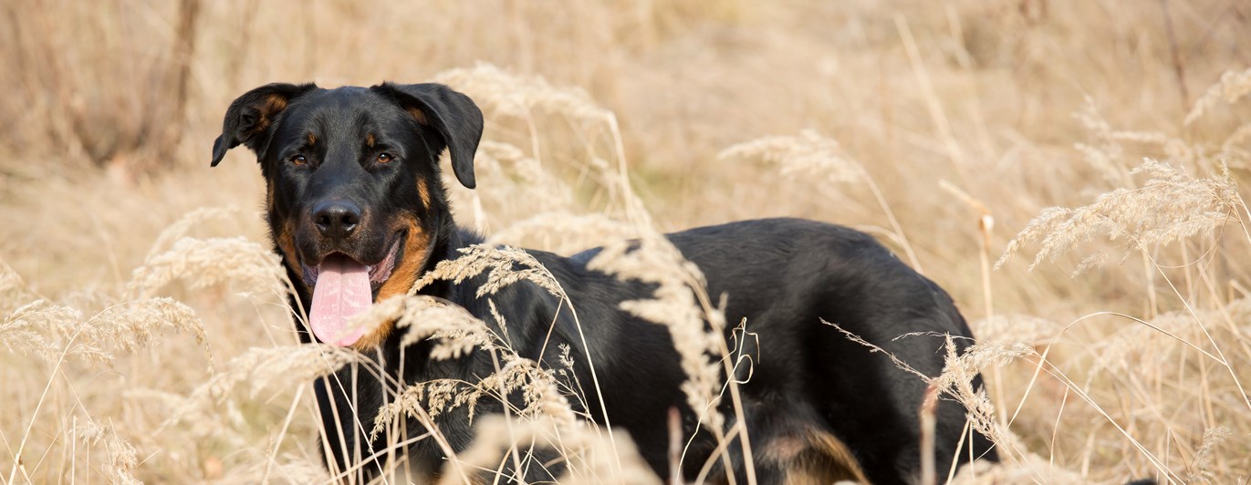 Beauceron som står på ett fält