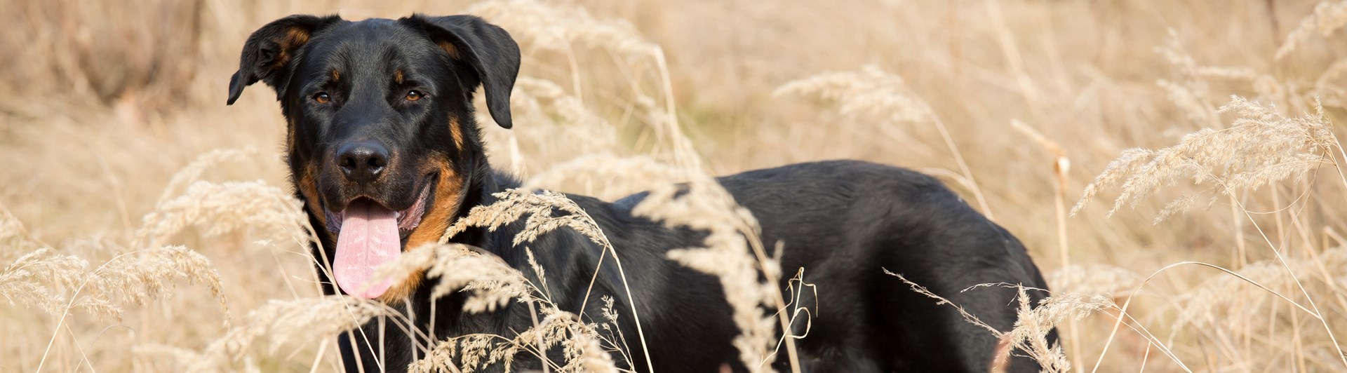 Beauceron som står på ett fält