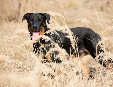 Beauceron som står på ett fält