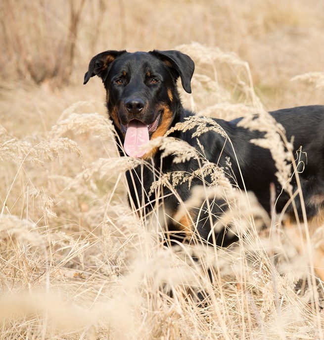 Beauceron som står på ett fält