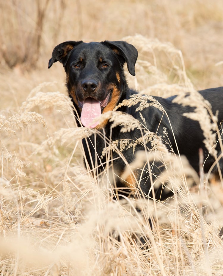 Beauceron som står på ett fält