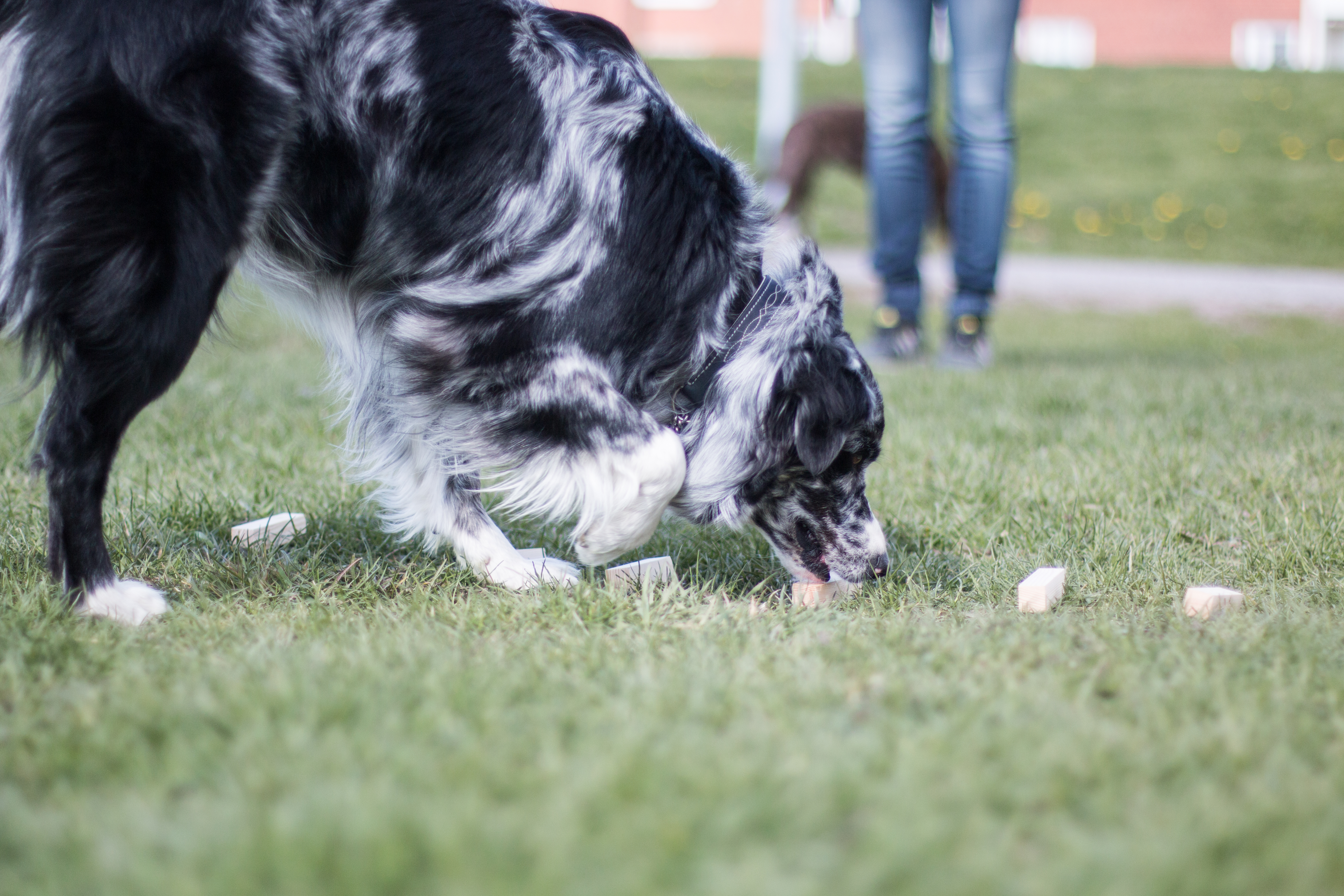 Australian Shepherd under momentet vittringsapportering