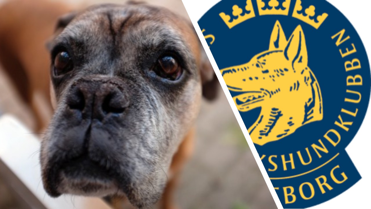 Inbjudan till kurs för den äldre hunden