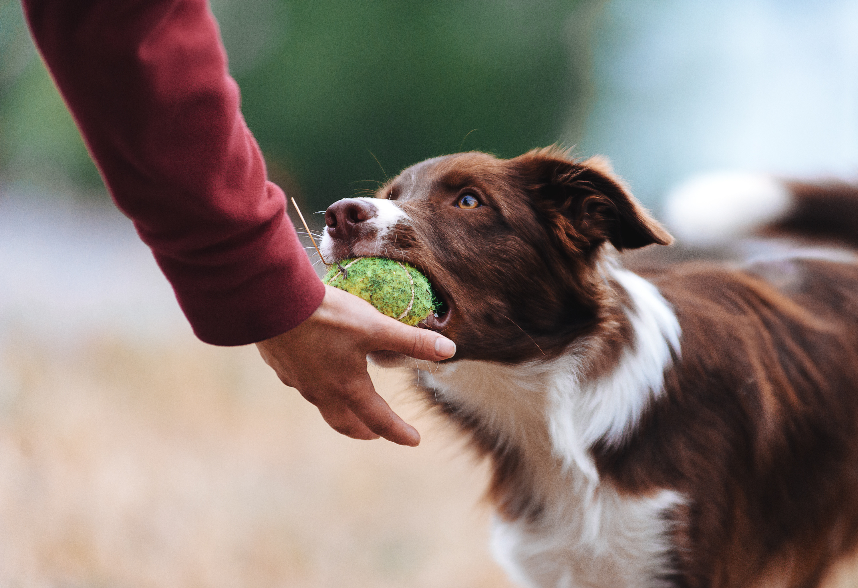 Aussie lämnar boll i handen