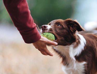 Aussie lämnar boll i handen