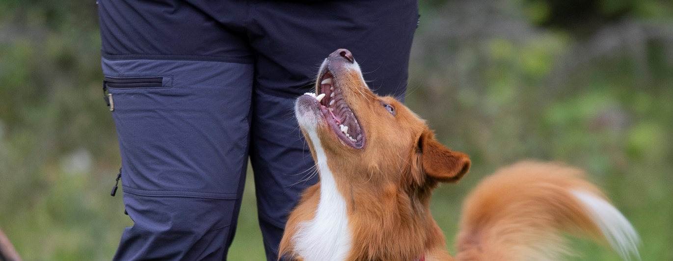 Rallylydnad Nedansiljans brukshundsklubb