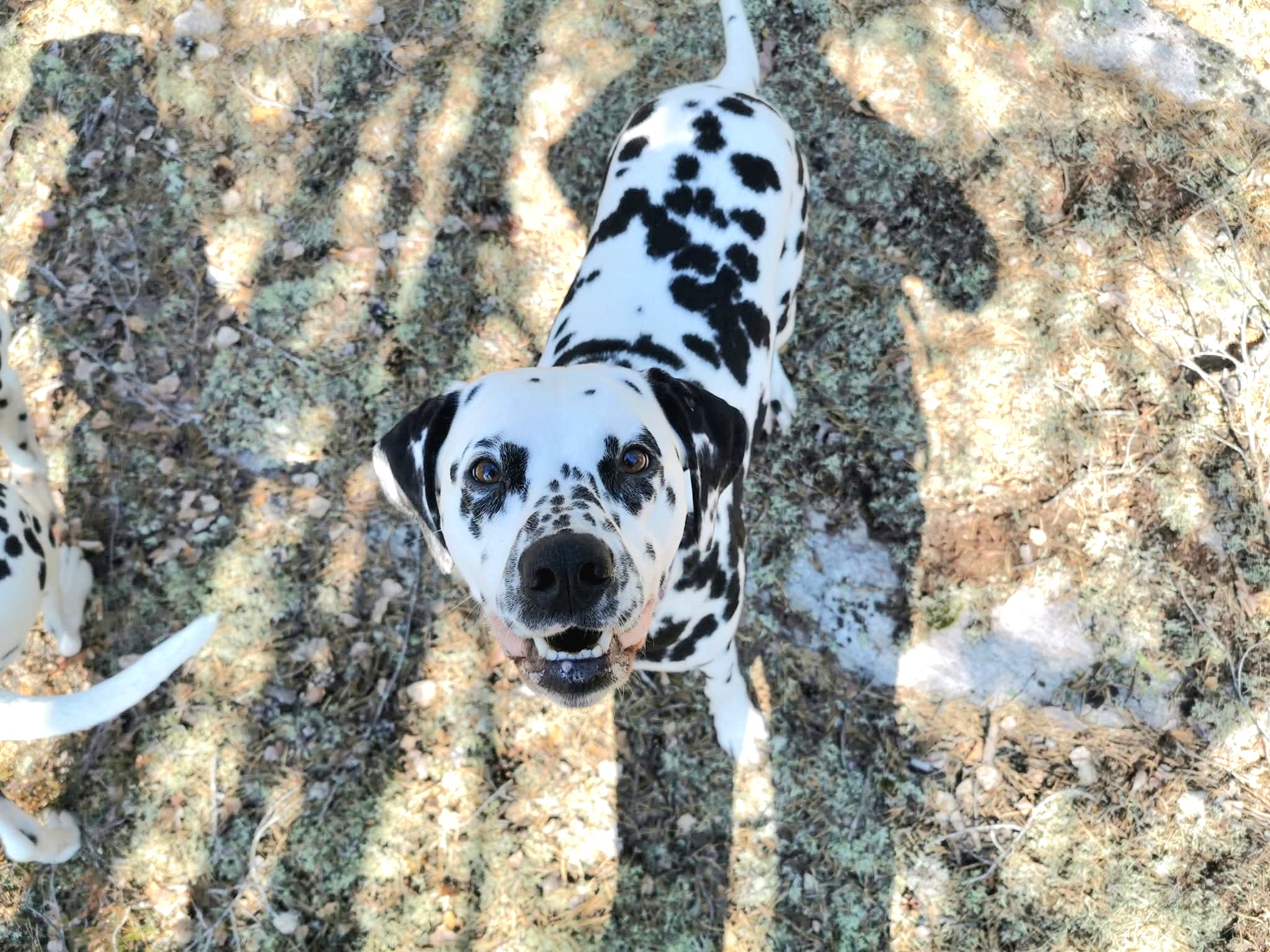 En glad dalmatiner kollar in i kameran