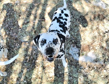 En glad dalmatiner kollar in i kameran