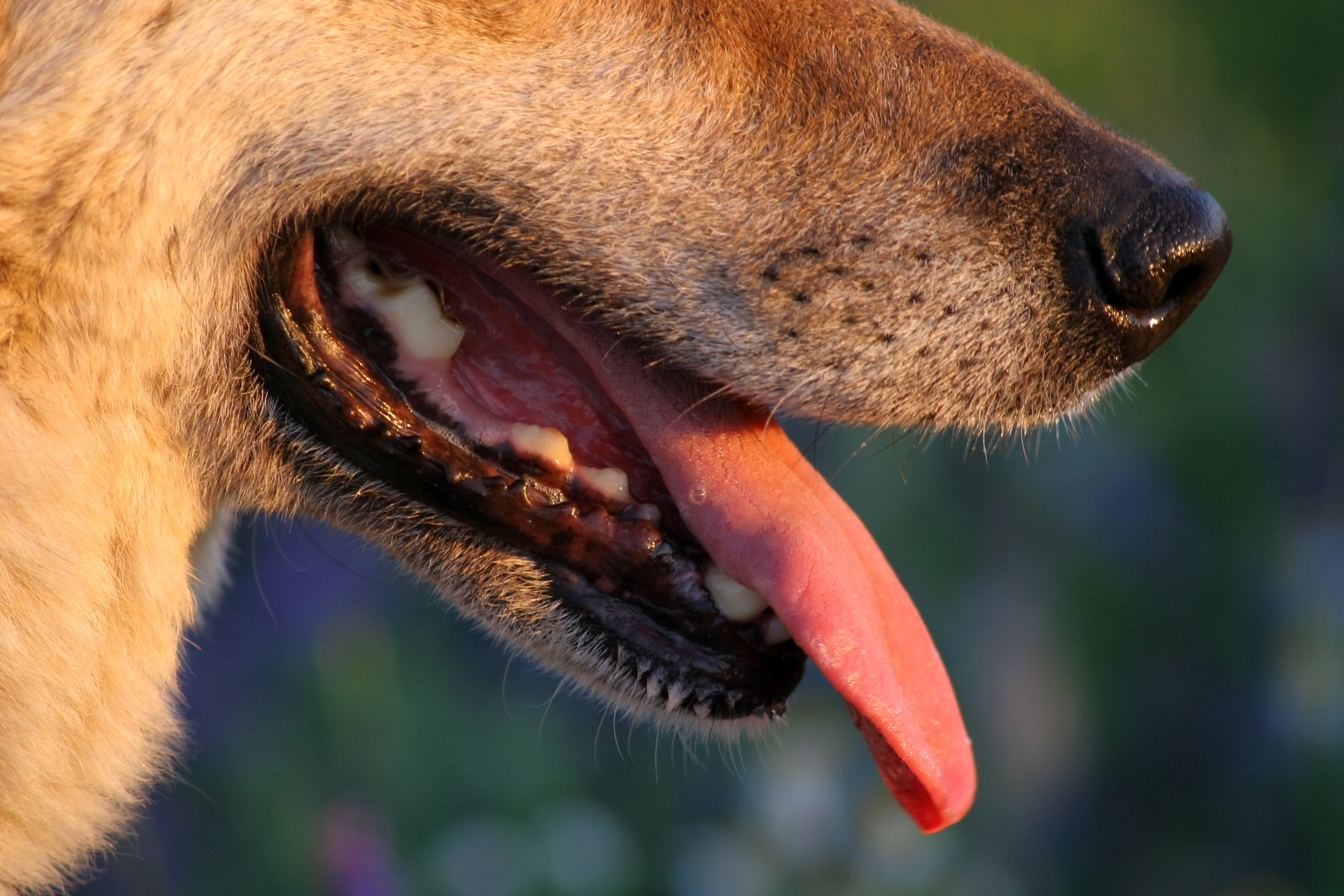 Hässjande hund