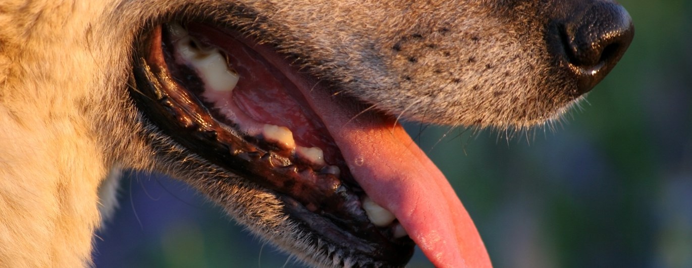 Hässjande hund
