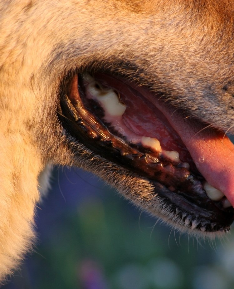 Hässjande hund