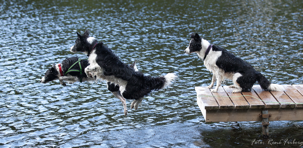 Hundar som hoppar från brygga
