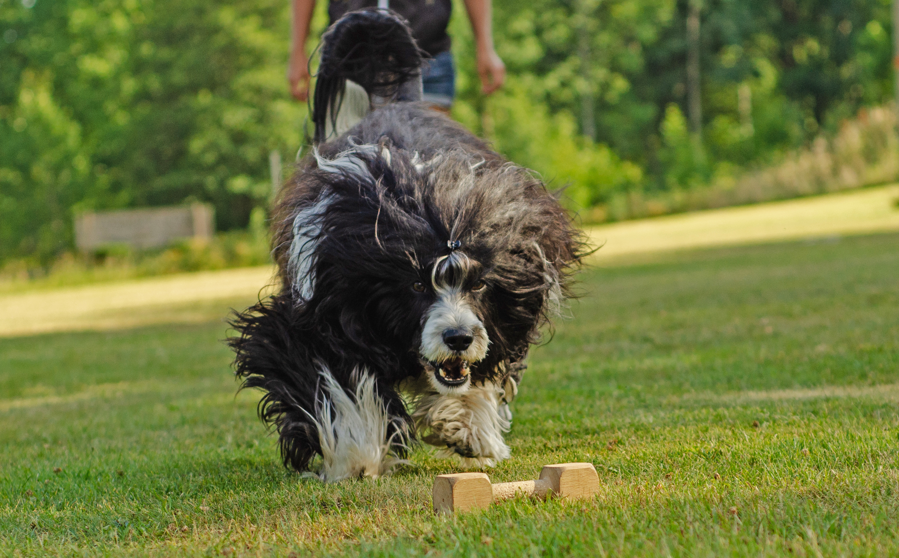Portugisisk vattenhund som är på väg att apportera en apportbock