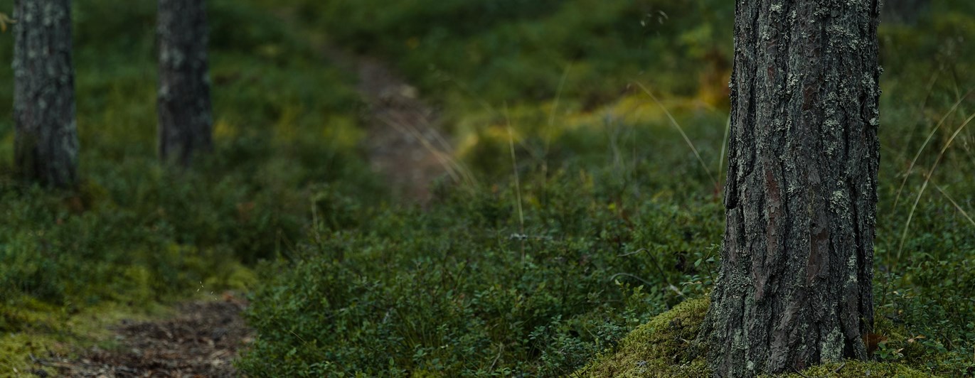 Skog för spår
