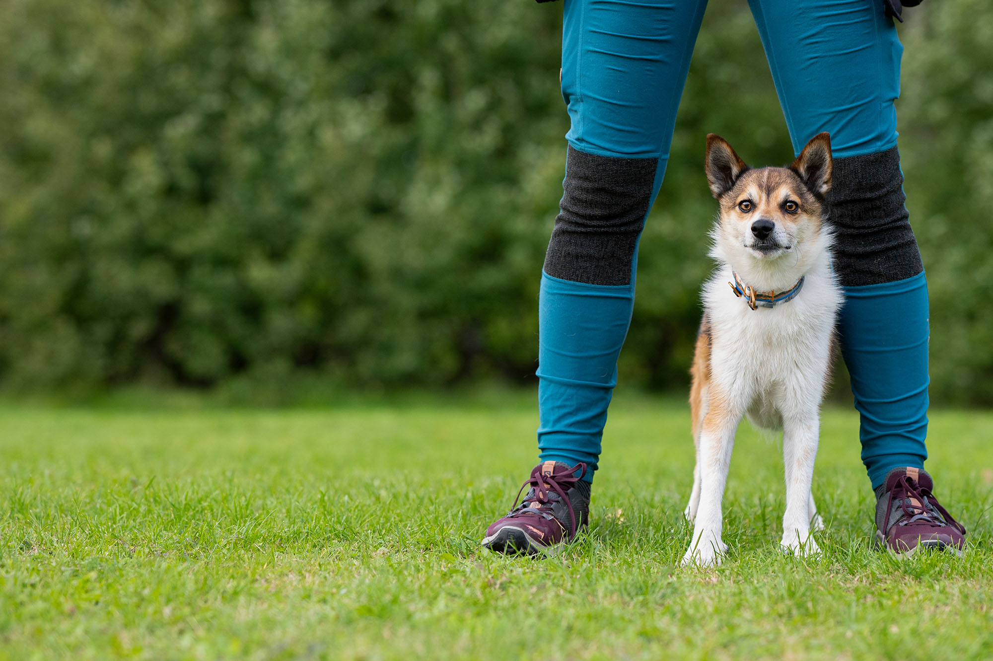 Lundehund med sin matte