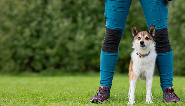 Lundehund med sin matte