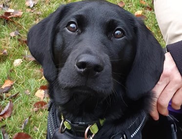 Svart labradorvalp